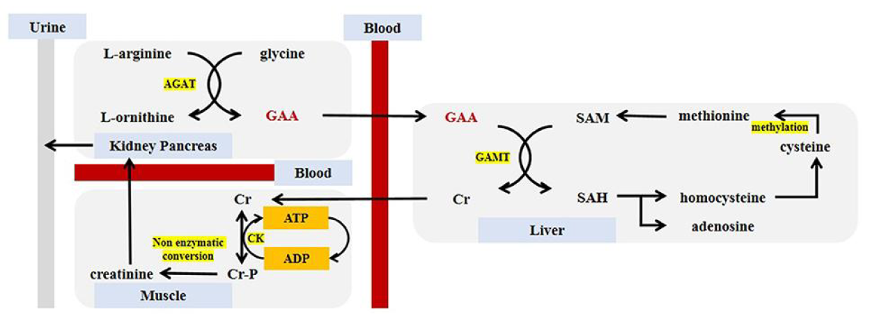 Guanidinoacetic Acid(98%/96%)